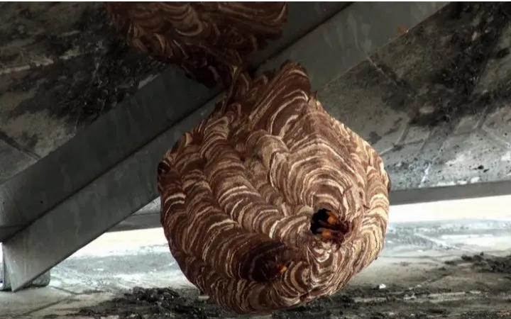而虎头蜂的蜂巢则是由枯木,植物等碎屑混合自己的唾液,搅混成类似纸浆