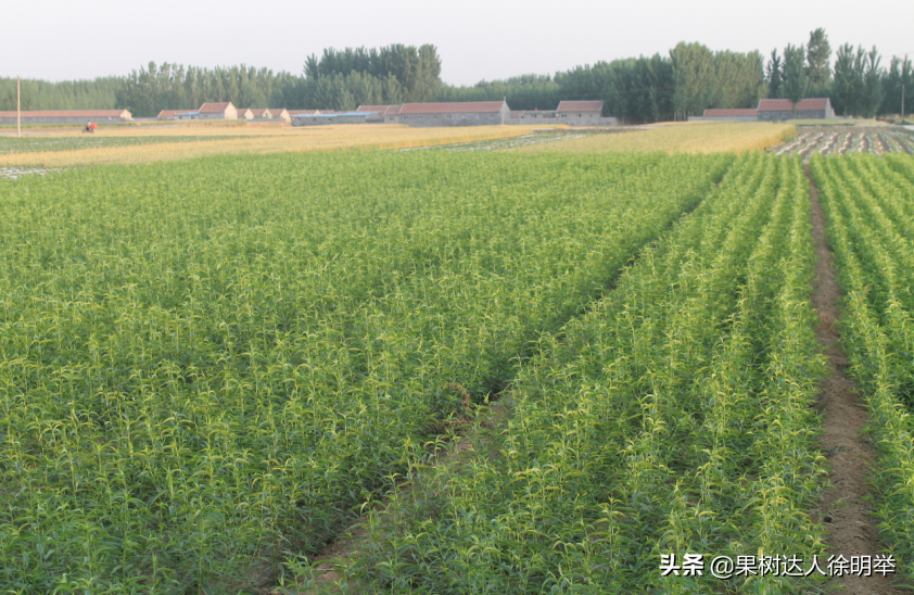 买卖栽植桃苗，有些术语和名词学习好了有帮助，精品图说来了