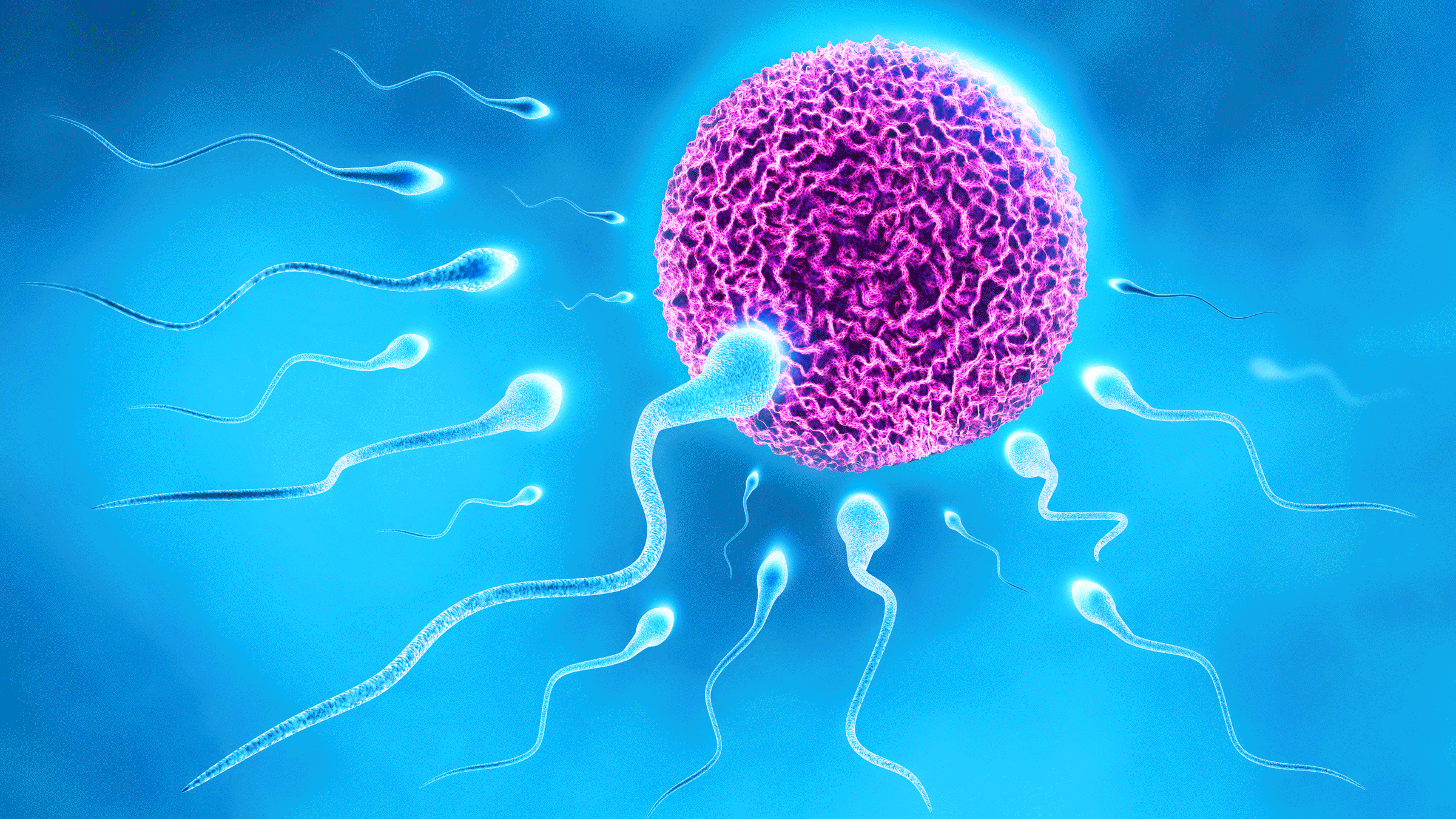 至此终于建立起完整的人类诞生过程,但对司空见惯的精子游动却在自