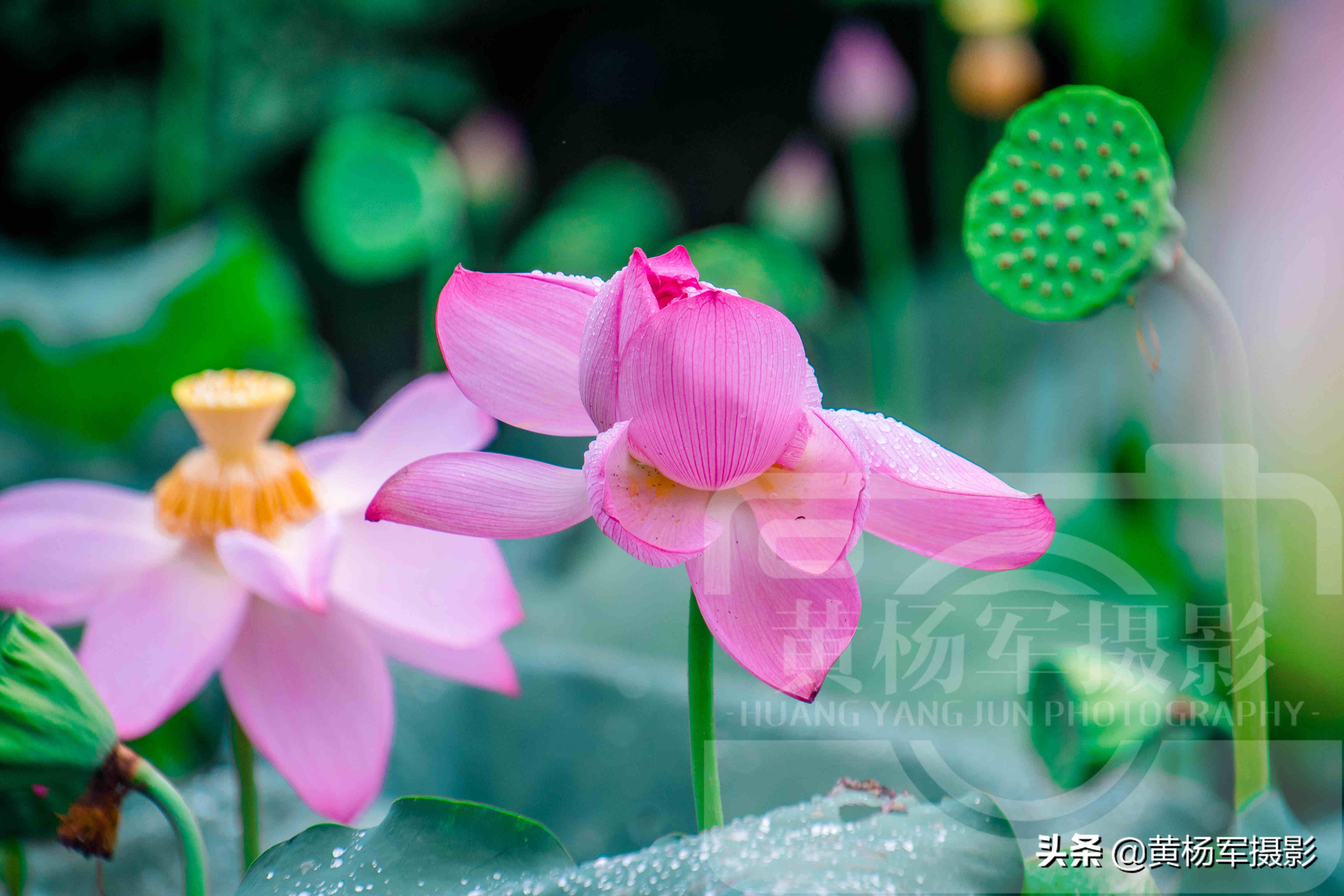 遇见雨中妩媚绽放的荷花，芬芳靓丽，娇艳多姿的花朵湿润百态的美