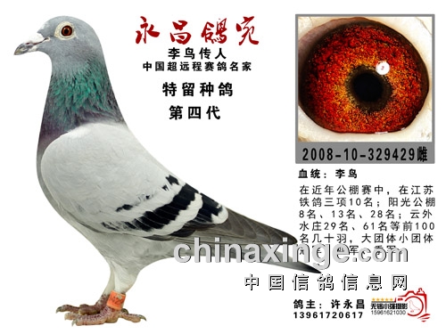 74岁飞公棚冠军 许永昌：我用的仍然是李鸟！