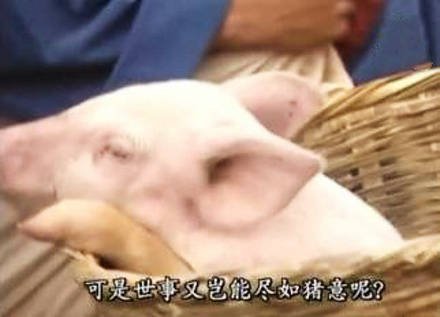 关于猪的表情包合集