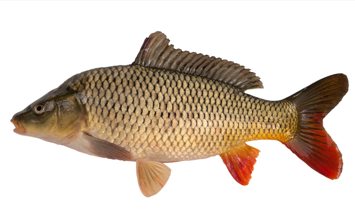 "三道鳞"侵入黄河!1984年引入中国,纯种鲤鱼已"凤毛麟角"?