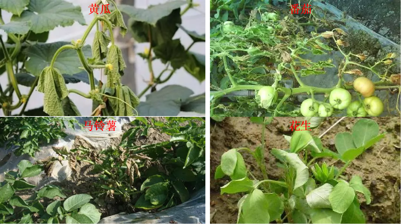 青枯病防治(青枯病病毒不好治常用药剂要学会)