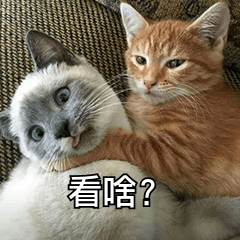 OPPO手机扫一扫功能实现快速翻译，一键完成多语言转换