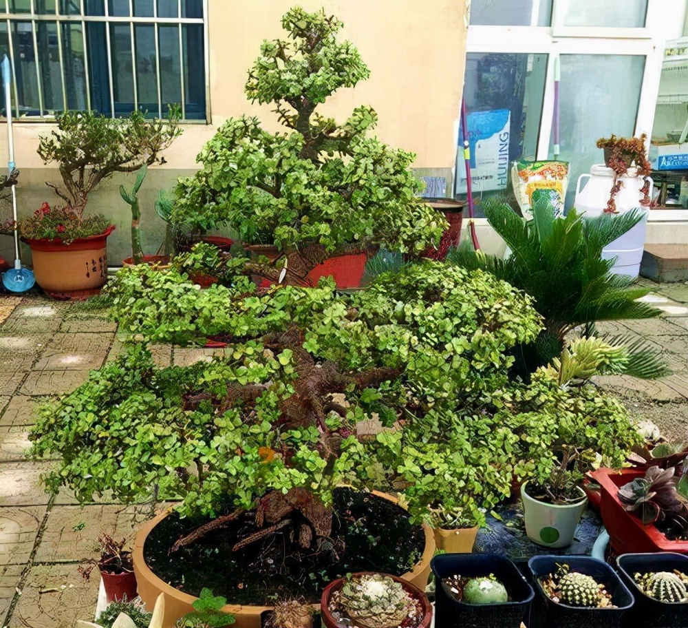 金枝玉叶花卉（金枝玉叶有6怕，难怪叶片哗哗掉，避开枝叶紧凑，二三年成老桩）