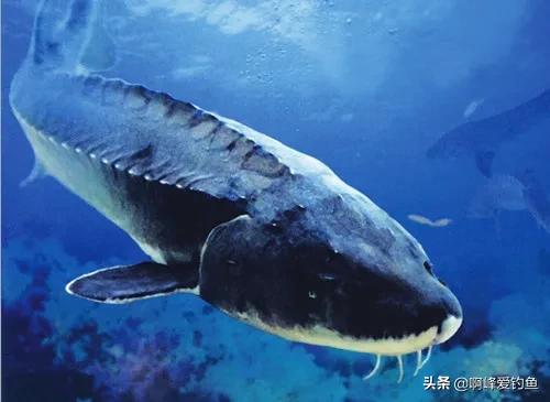 鱘魚怎么殺,鱘魚怎么做法