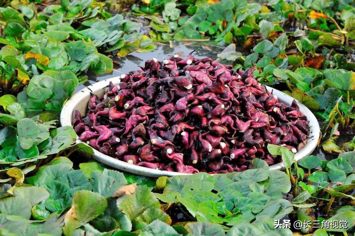 牛角菱的吃法(美味的东西总是伴随着回忆)