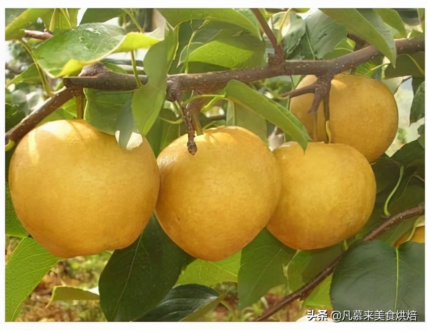 全中国有多少种梨子？盘点全国最好吃的50种梨，第一名太出乎意料