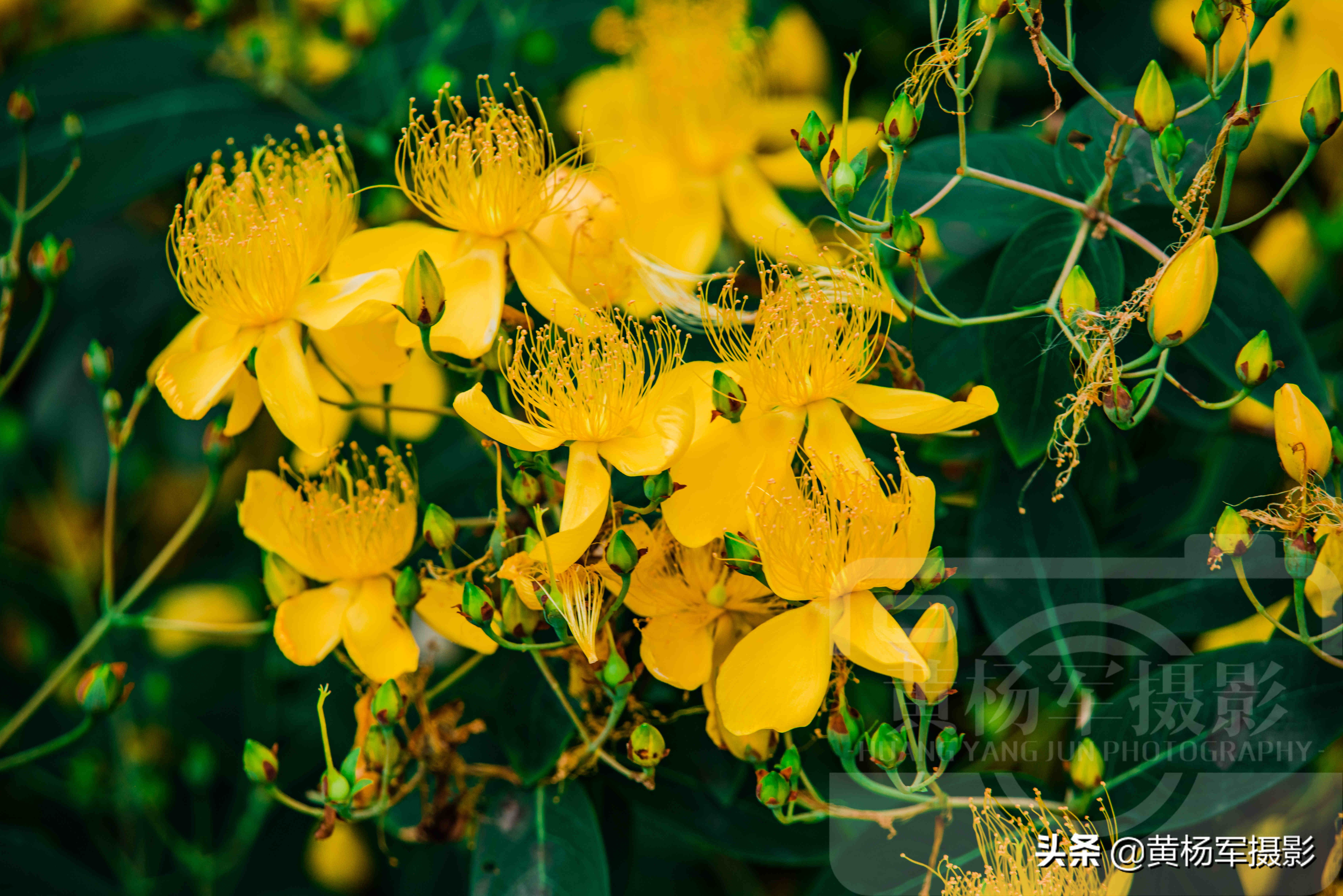 遇见金丝桃花盛开的美丽，绚烂多姿，金灿灿的花朵惹人喜爱的娇美