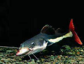 哪些观赏鱼可以和清道夫混养，不是说清道夫会吸鱼吗？