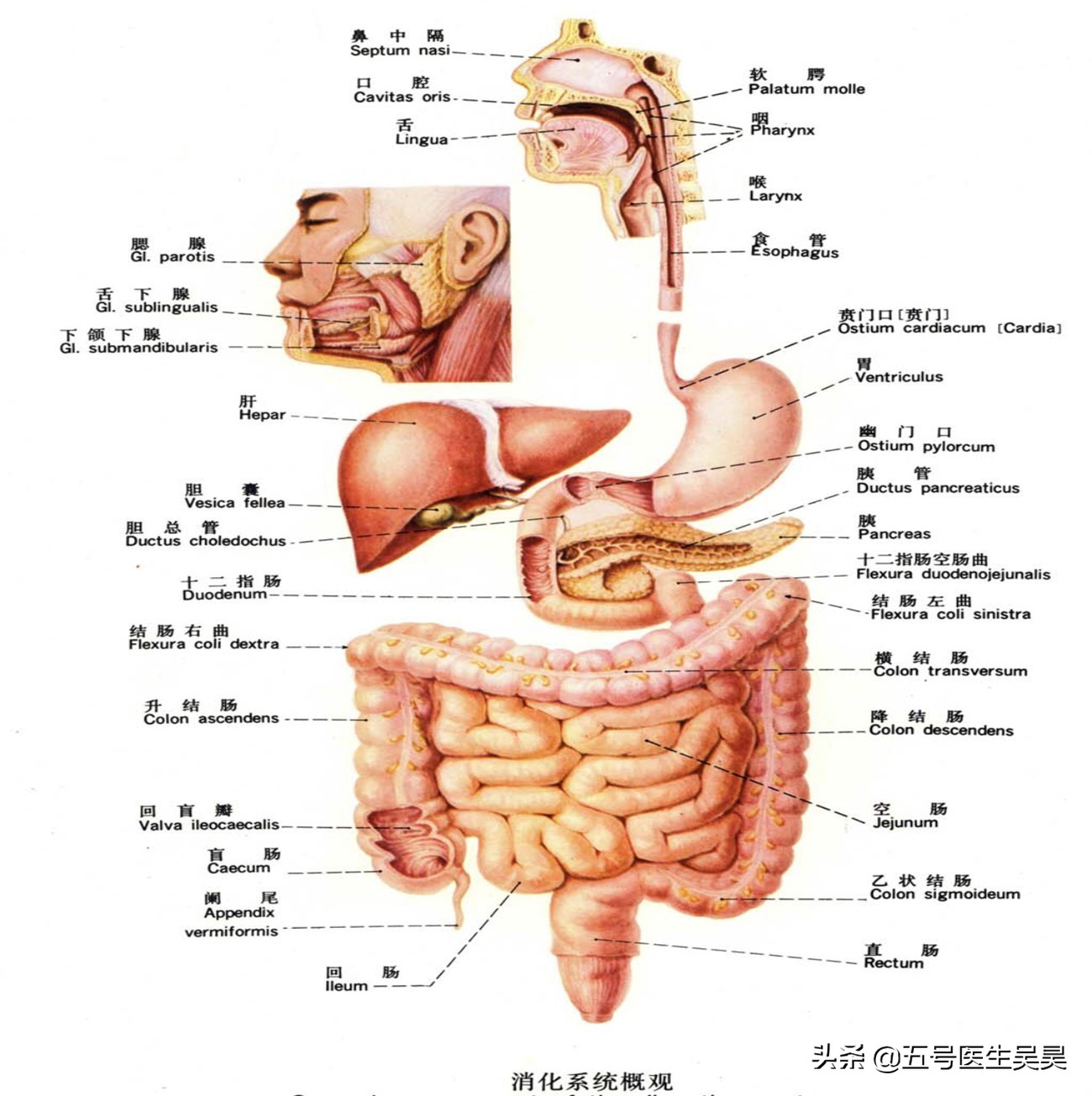 消化系统出了问题，我们都可能会做哪些检查？因病制宜才能诊断好