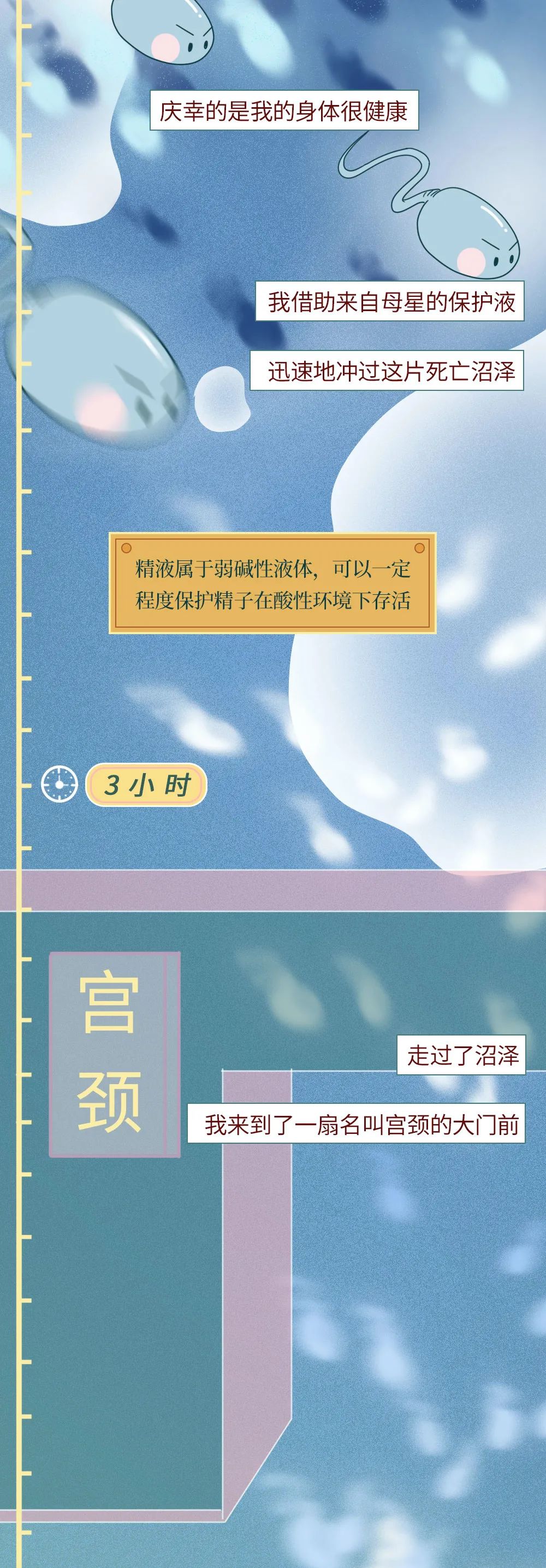 精子进入体内的24小时