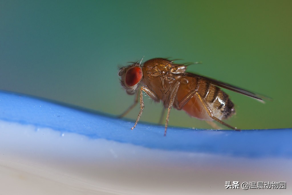 辟谣：果蝇爱吃水果？错，其实果蝇不吃水果，消灭它们有这些方法