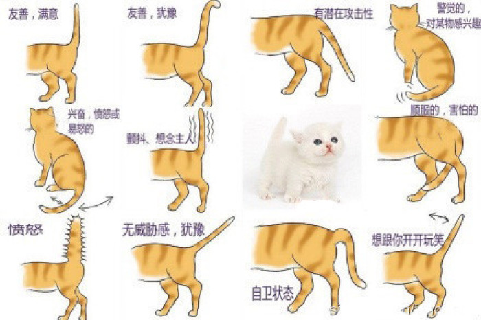 猫咪发抖是怎么回事(猫咪这些动作是什么意思)