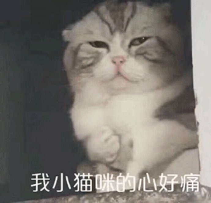 猫咪表情包合集我小猫咪的心好痛