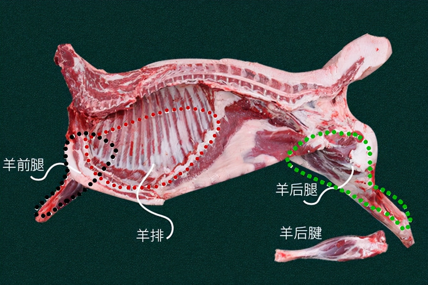 羊的肌肉分布图图片