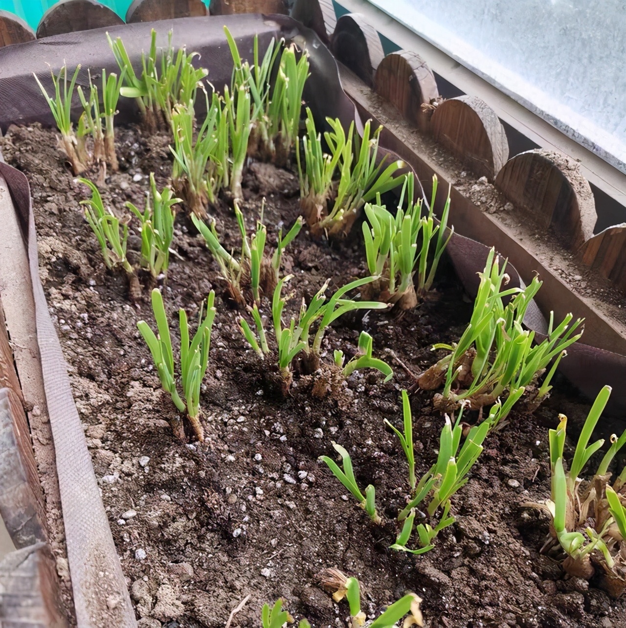 刚种的韭菜怎么养新手必看图文