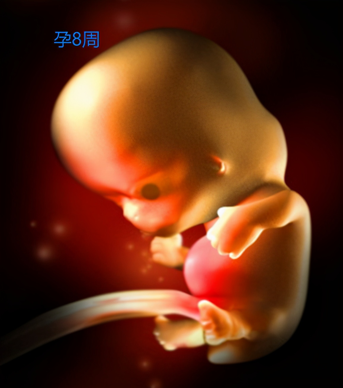 胎儿在妈妈体内如何形成？九张图带你了解生命的起源，感恩妈妈