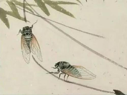 夏至话蝉：所有的等待，不仅是刹那绽放，而是充满期待和生生不息