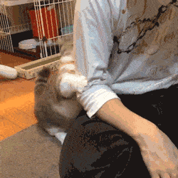 听说受人欢迎的猫咪，都学了这6种道歉方法
