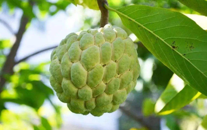 释迦果怎么吃?台湾释迦果最经典吃法介绍，最后一种让你意料不到