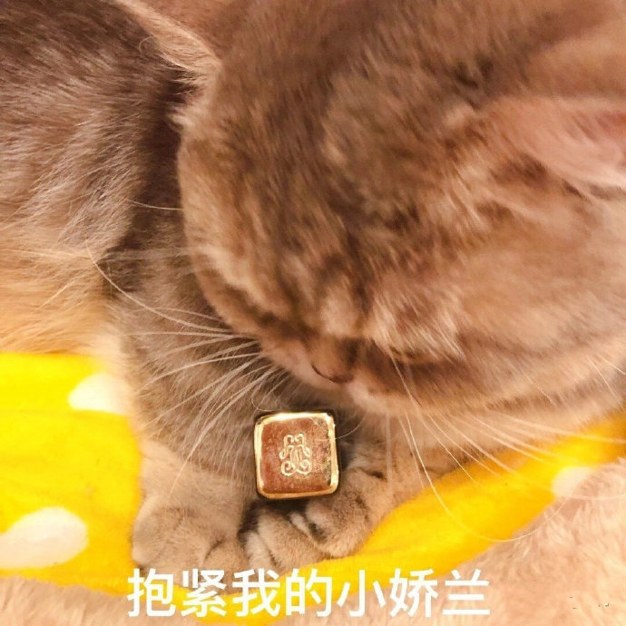 套路老公买口红的猫咪表情包合集