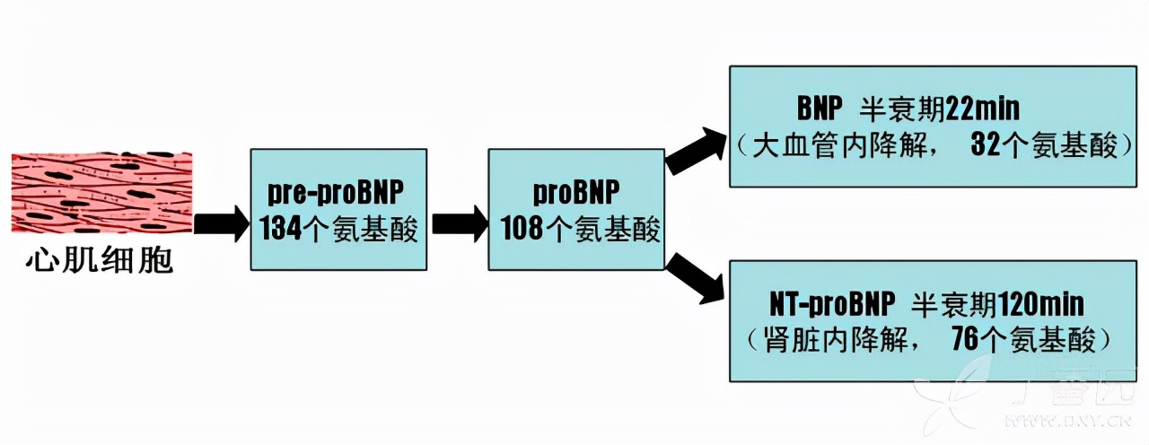 心脏好不好，抽血化验也能查出来！医生解读心内科常见的2大指标