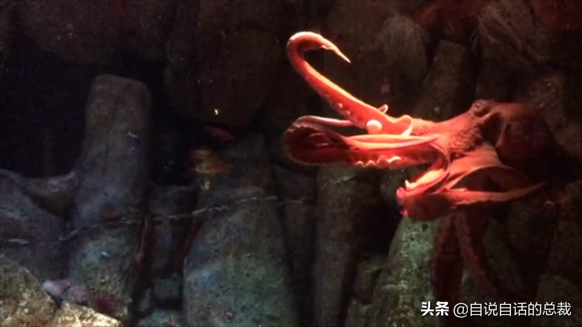 5种比巨齿鲨还恐怖的海怪，背后隐藏着一个人类起源的故事