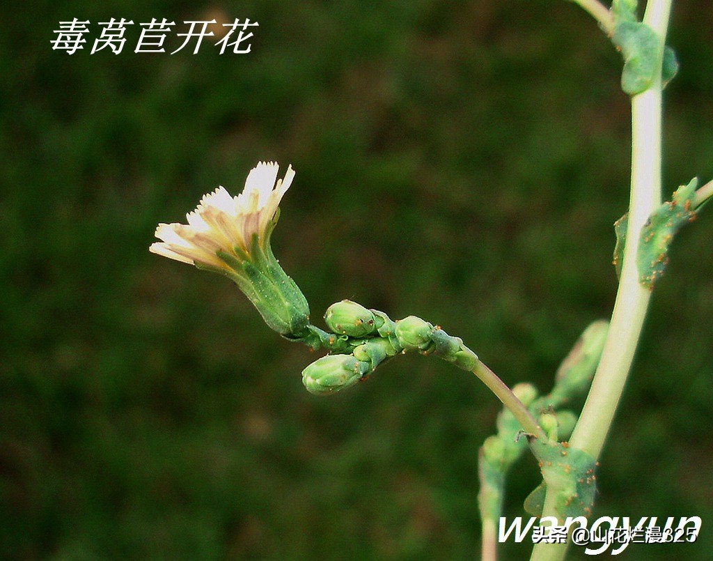 认识有毒野菜——毒莴苣