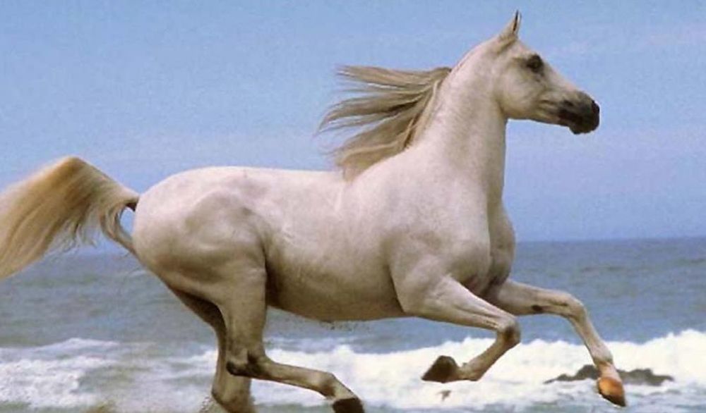 白龙马是龙,却被封为马,为何不生气?你看看他的封号全称是啥?