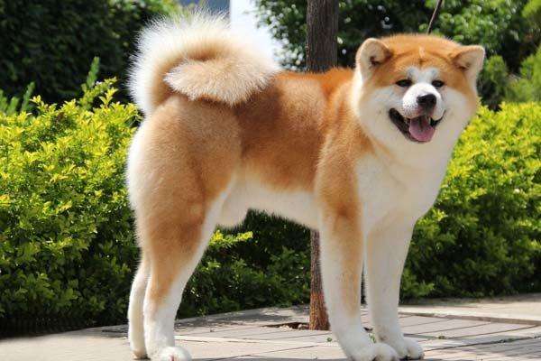 秋田犬是日本最大的狐狸犬种,这一大型狐狸犬就算在欧洲和美国这种