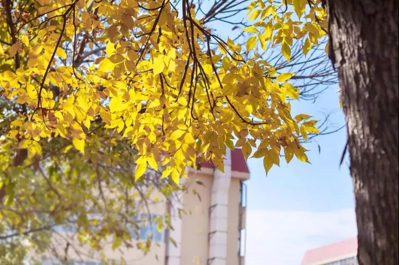 高清曝光！坐拥神仙颜值，山东最美“校花”就在这所大学里！