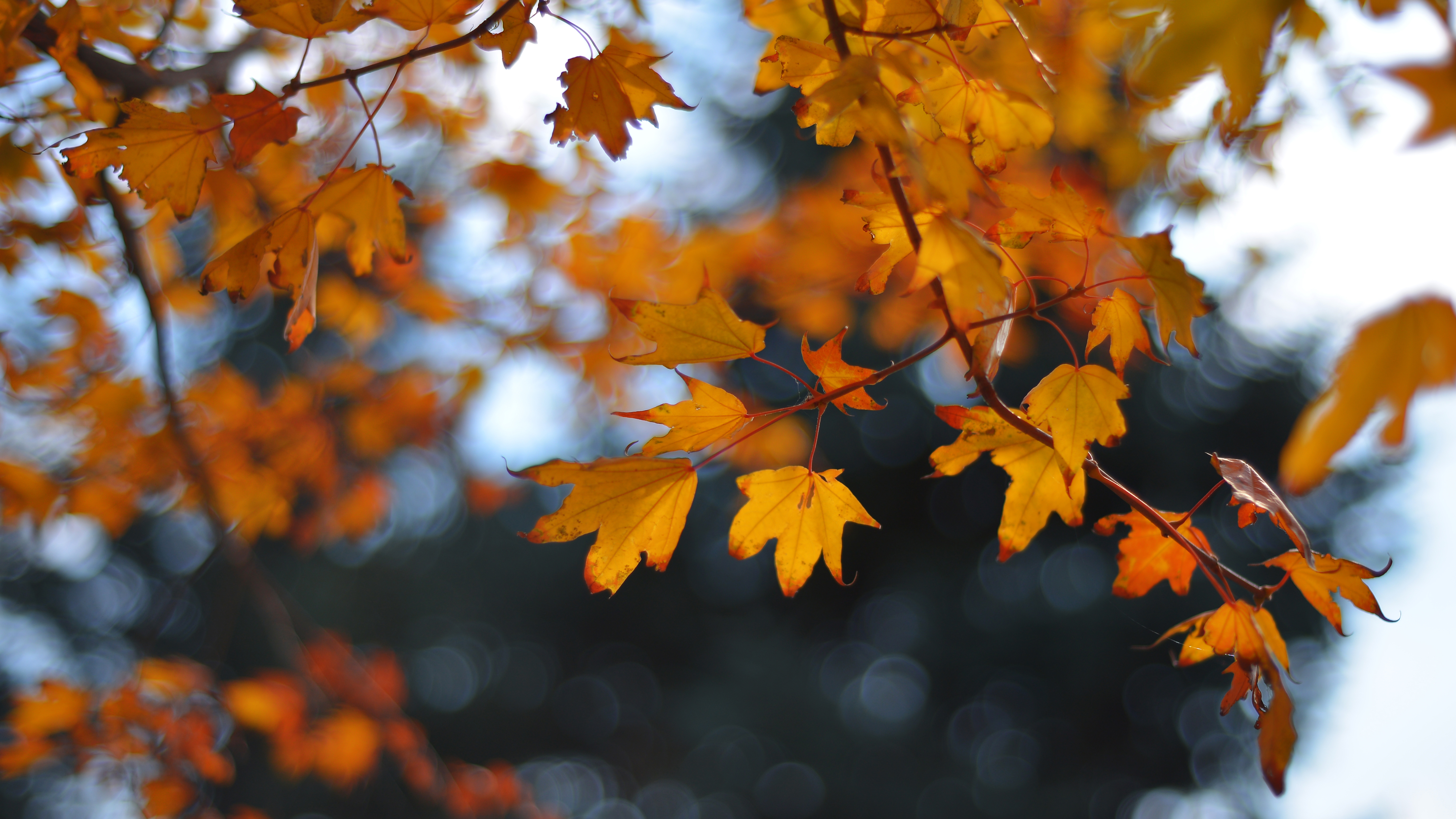 让这个秋天多点色彩 秋叶摄影攻略大放送