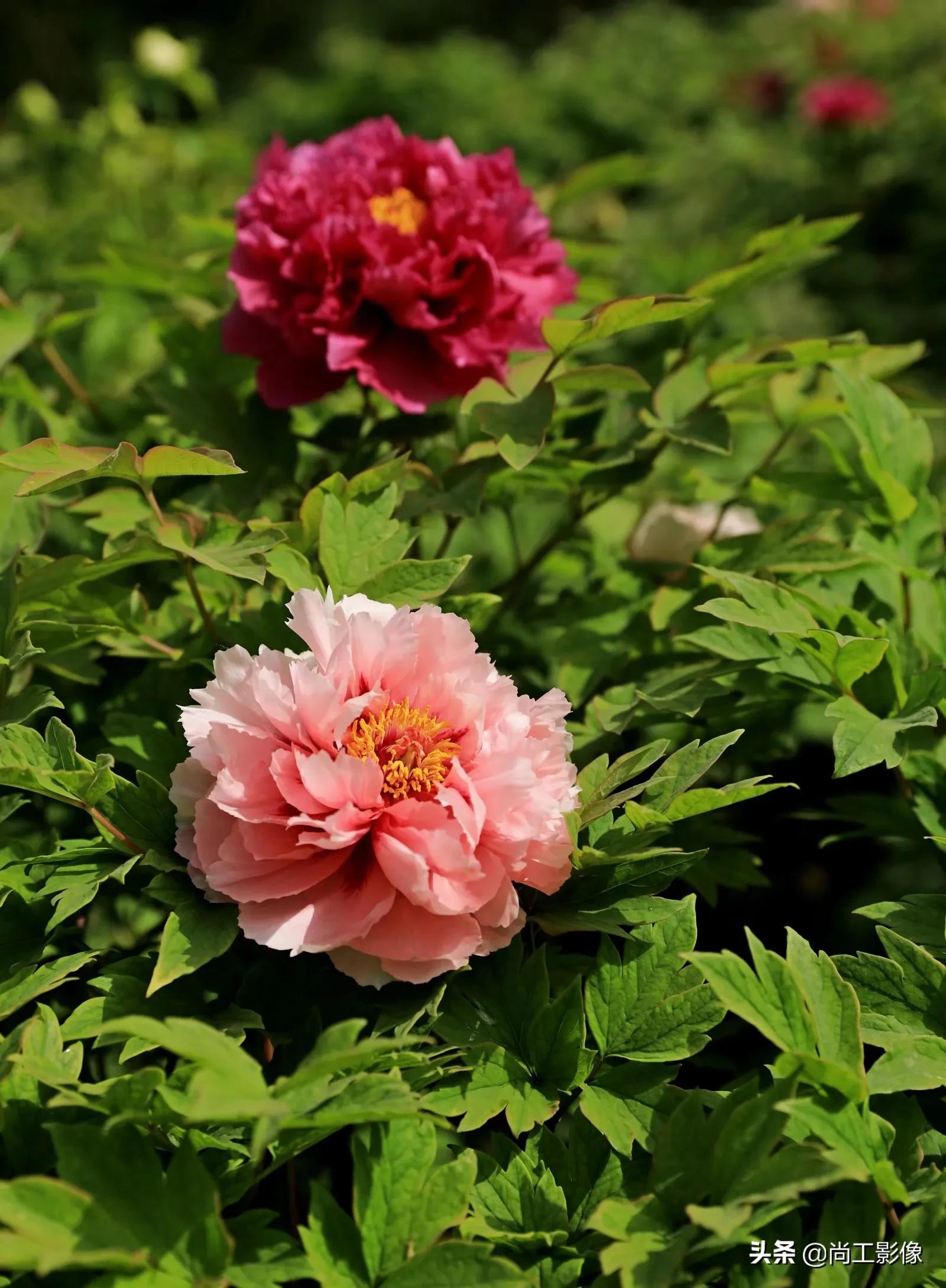 惟有牡丹真国色，花开时节惹人醉