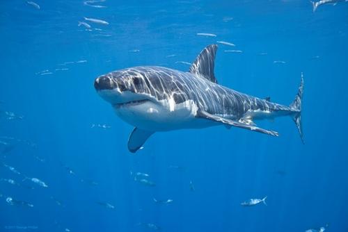 美少女大战巨头鲨,外国人就是这么敢拍这么敢演