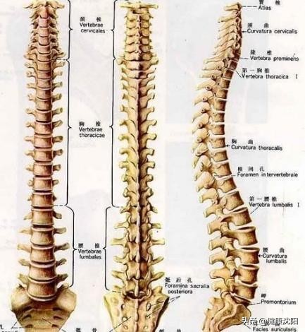 健康科普堂 | 如何正确维护您的脊椎健康？