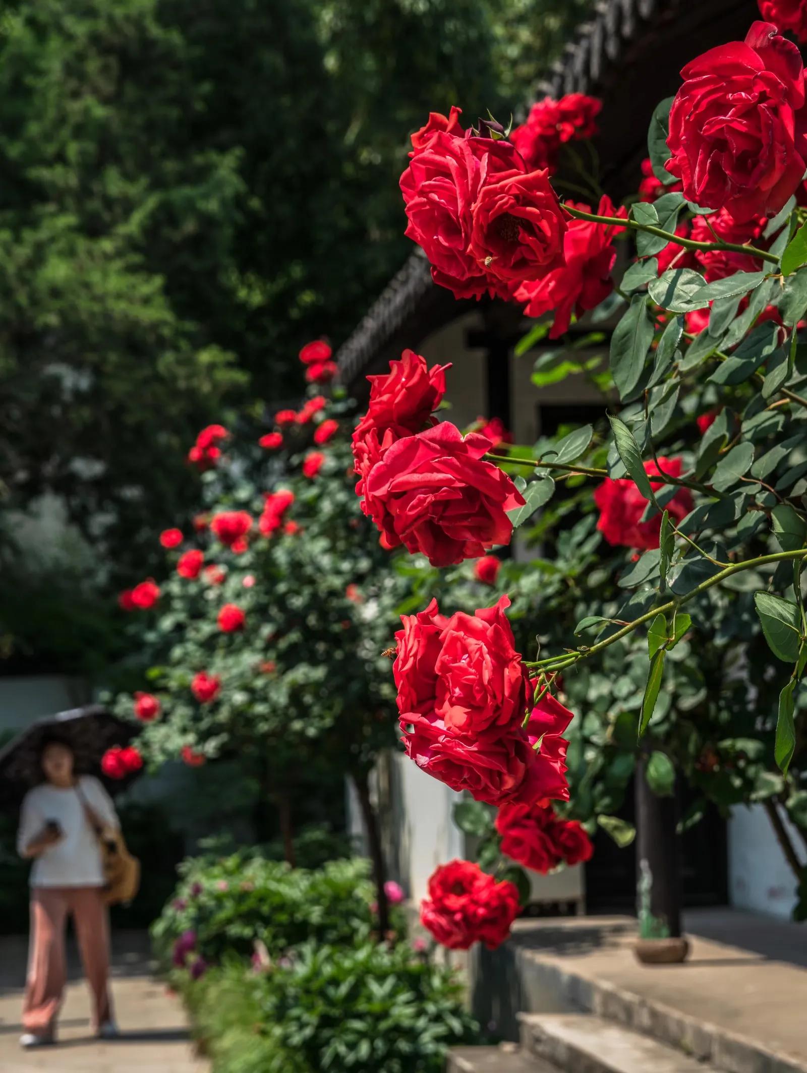 百花烂漫 香远益清