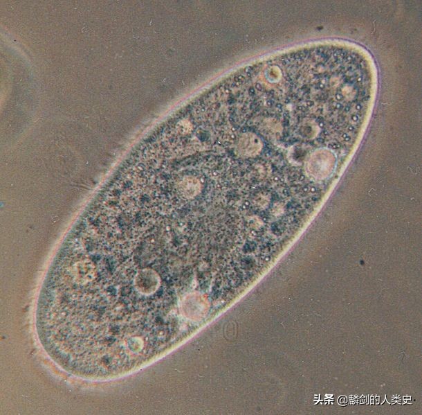 地球生物全系列 原生生物界 纖毛蟲門 下 8 寡膜綱 1 遊泳目 2 四膜蟲 結構 性别 3 草履蟲 名稱由來 體型構造 器官功能 運動方式 消化攝食 生殖方式 天敵防禦