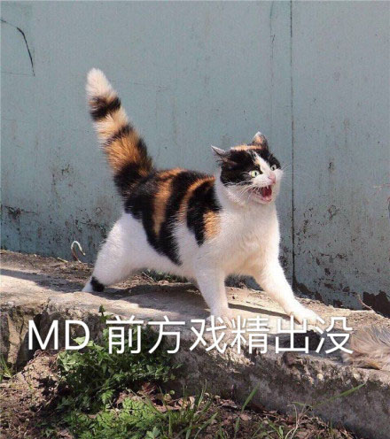 猫咪表情包：这恶心的恋爱味道、