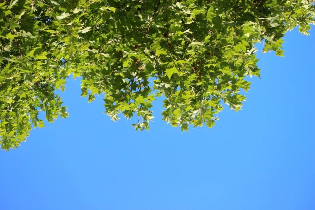 爱上江苏这所百年名校，只要这10句话就够了！