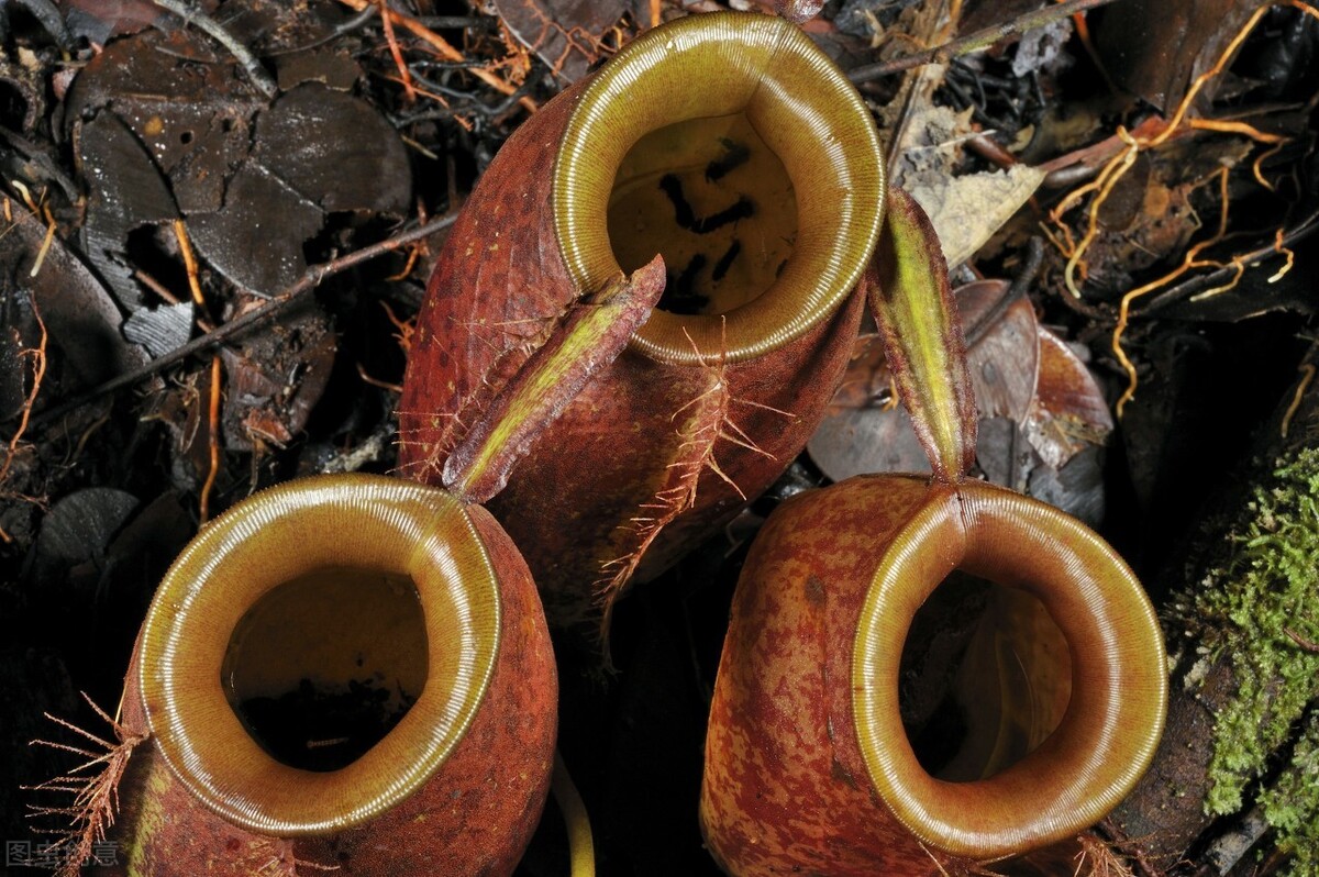 吃人树(辟谣:印尼恐怖食人树,高八九米,专门捕食人类,吃人无数)