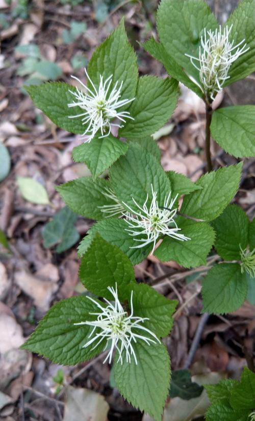 四块瓦名字叫四块瓦的有哪些植物