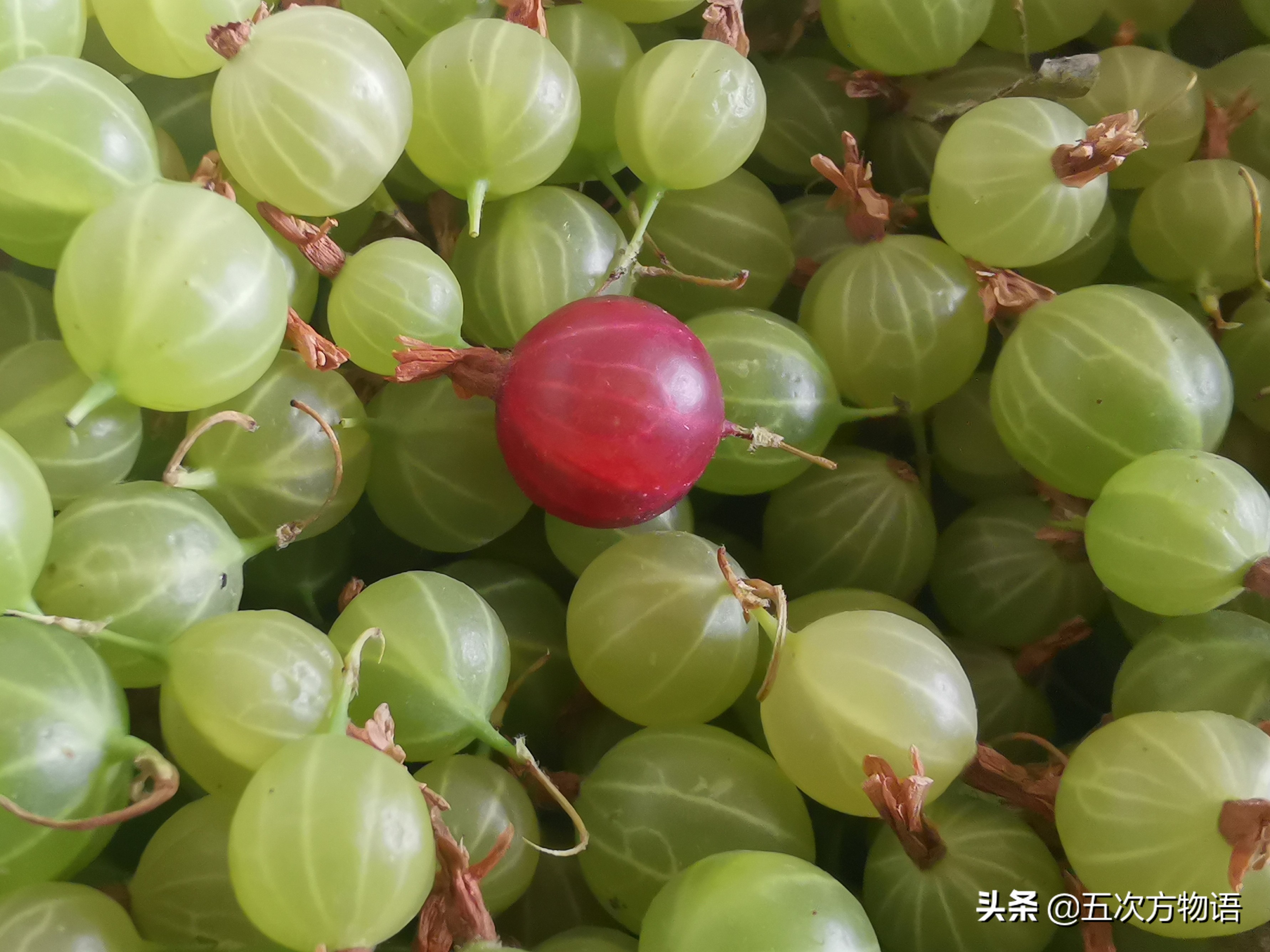 秋天野果100种大全图片