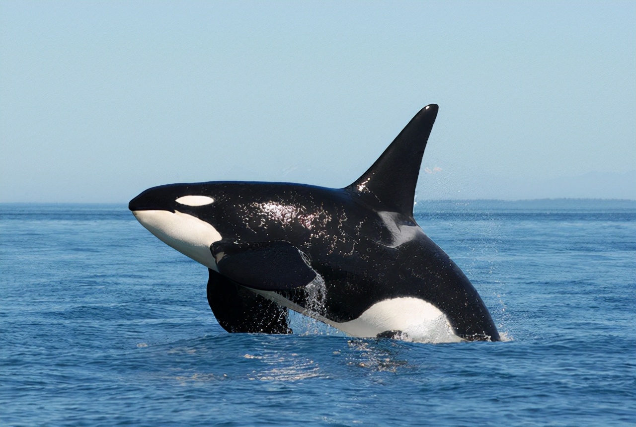 座头鲸的日常：吃饭，睡觉，打虎鲸！为啥座头鲸要和虎鲸过不去？