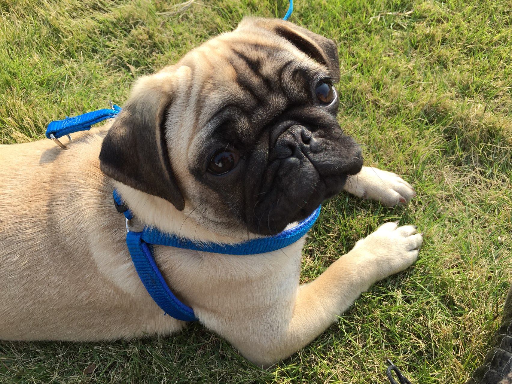 八哥犬桌面壁纸,八哥犬图片桌面壁纸,巴哥犬蠢萌壁纸_大山谷图库