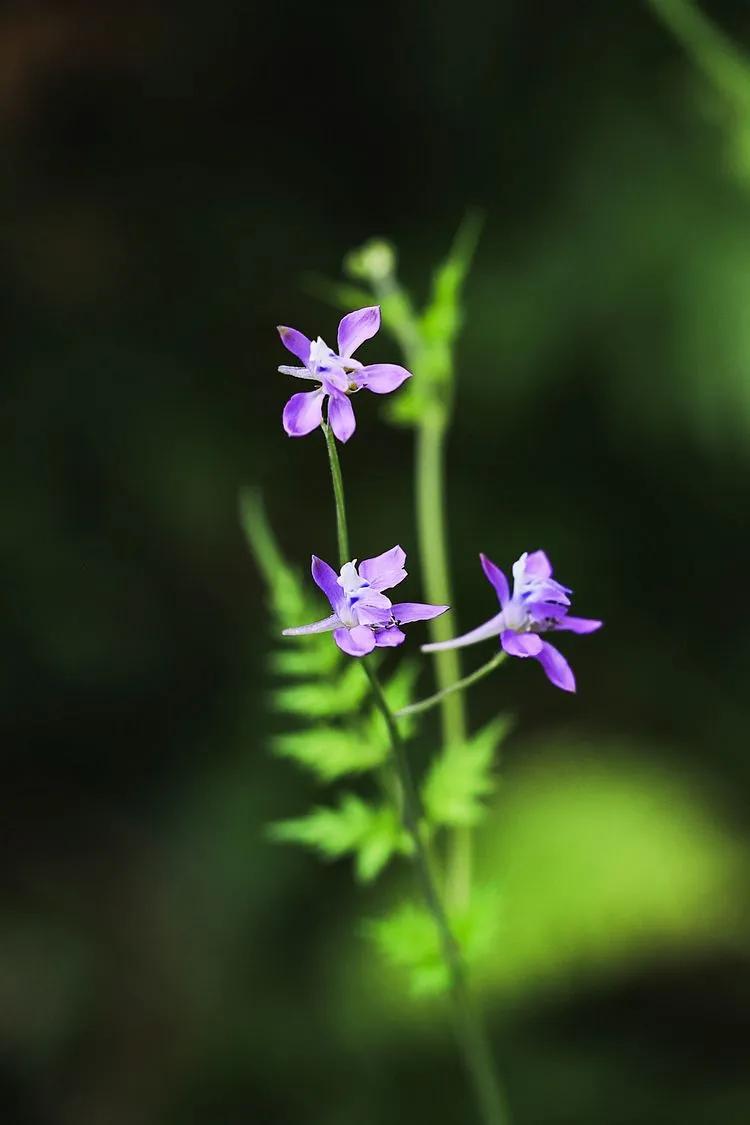 野花圖片及名稱大全(100種野花) - 赤虎壹號