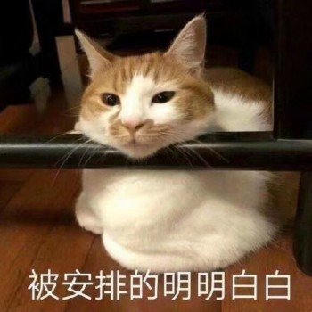 猫咪表情包合集王八蛋