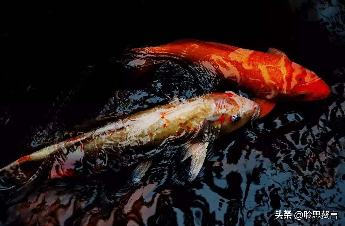 观鱼诗词精选二十四首 我嗟不及群鱼乐，虚作人间半世人