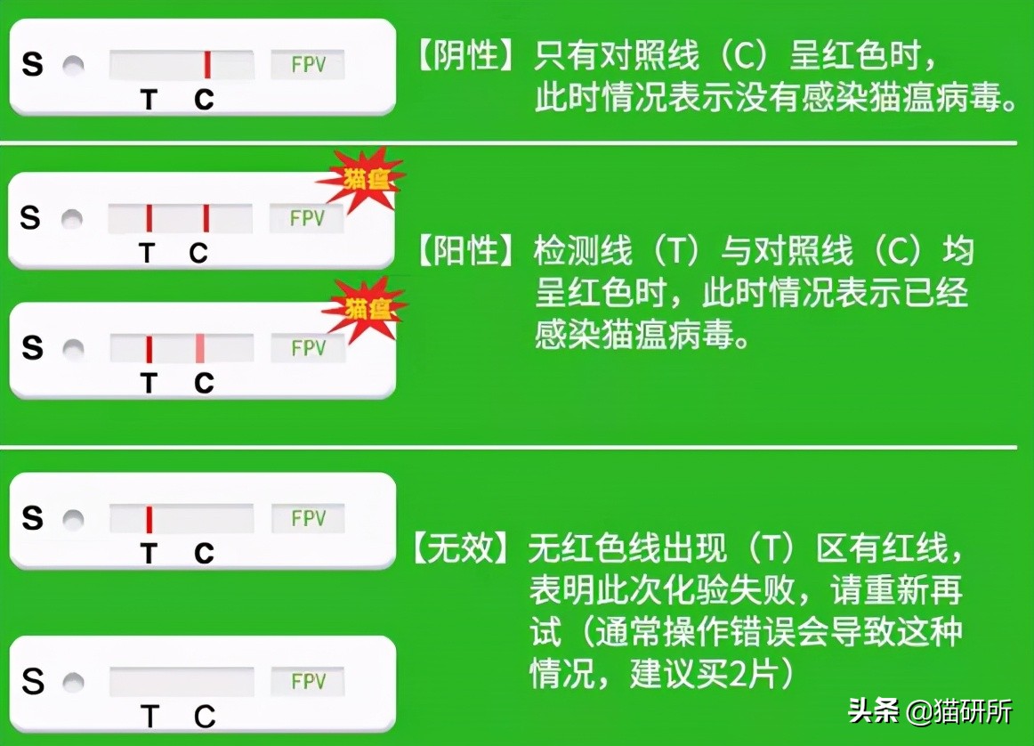 疾病专题 | 幼猫死亡率高达90%？全面了解猫瘟